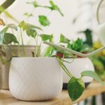 Indoor Plant Watering Systems: How to Keep Houseplants Hydrated Without Creating Moisture Problems