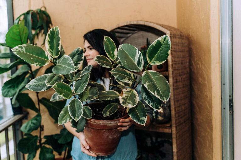 woman-holding-a-ficus-plant-indoors-by-a-window