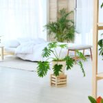 The Indoor Gardener’s Weather Report: Light, Humidity, and Soil Clues