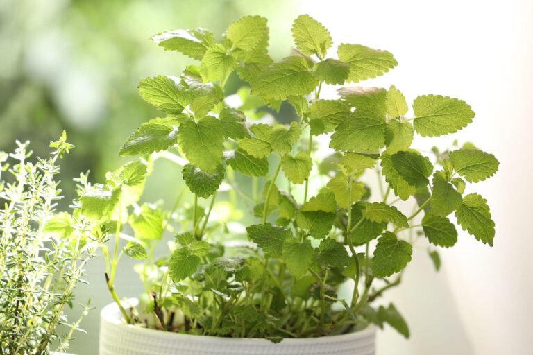 lemon balm and rosemary
