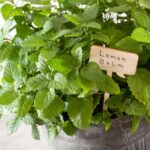 Growing Lemon Balm Indoors: Enjoy Fresh Fragrance and Flavor Year-Round