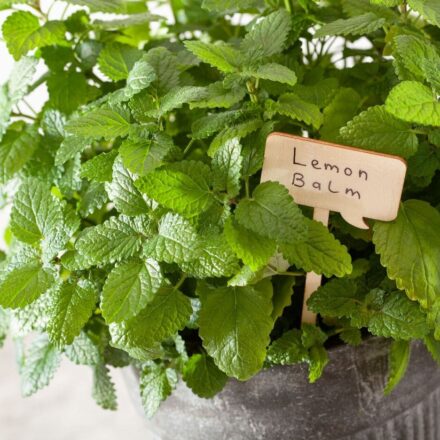 lemon-balm-plant-growing-in-pot-indoors