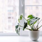 Indoor Gardening Tips for Beginners: How to Start Small and Help Your Plants Thrive