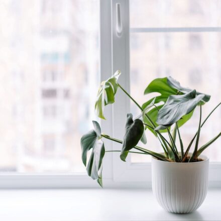monstera-plant-by-window-with-natural-light