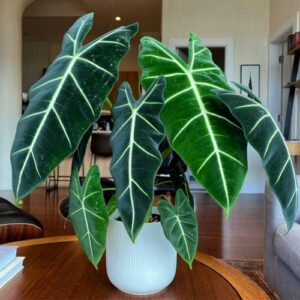 Alocasia-Frydek-Plant-Care
