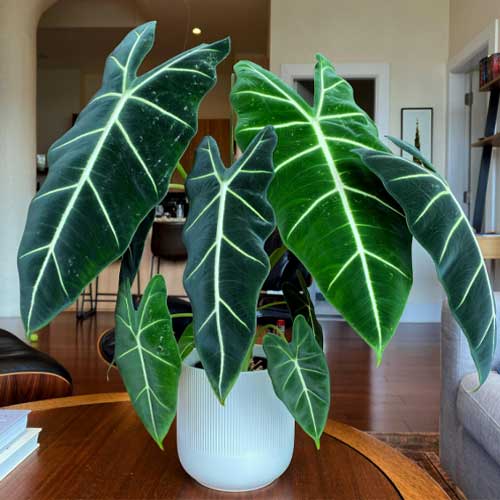 Alocasia-Frydek-Plant-Care
