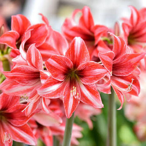 Amaryllis Flowers