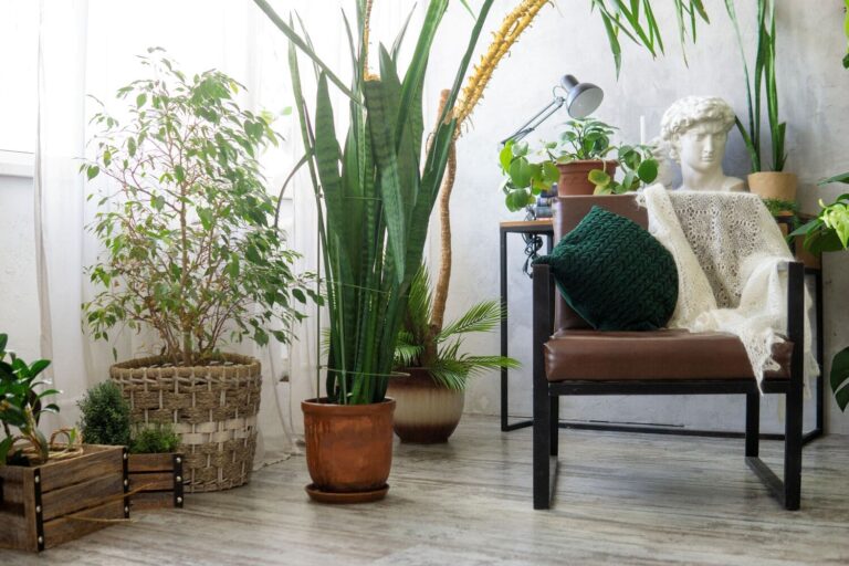 Beautiful living room with potted sansevieria and Ficus tree in decorative containers