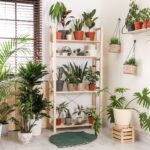 How Hidden Plumbing Leaks Can Damage Houseplants