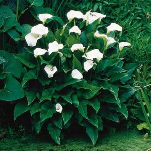 Calla lilies
