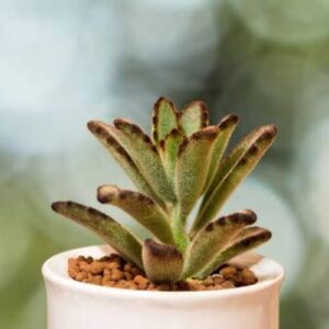 Chocolate Soldier Plant