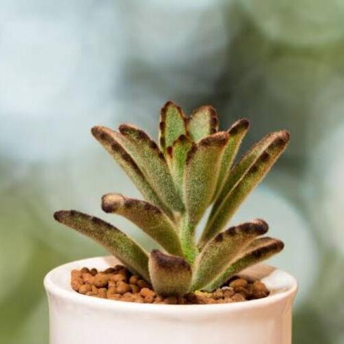 Chocolate Soldier Plant