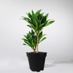 Dracaena Janet Craig