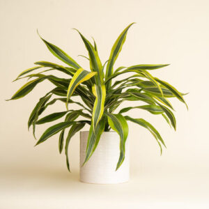 Dracaena 'Warneckii'