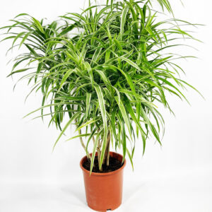 Dracaena angustifolia