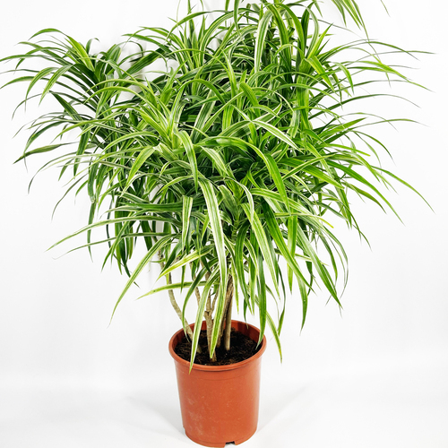 Dracaena angustifolia