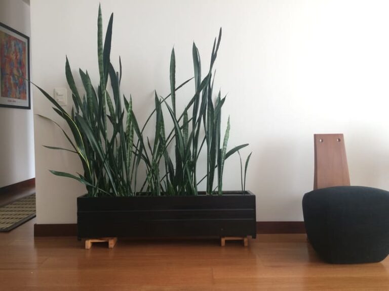 Elongated container of snake plant in living room