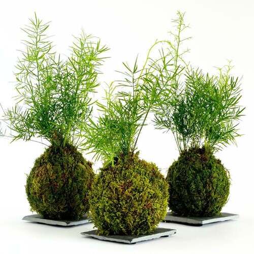 Japanese Moss Ball