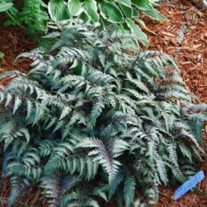 Japanese Painted Fern