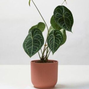 Laceleaf Anthurium