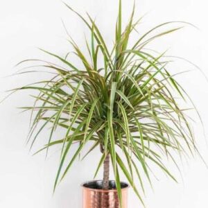 Madagascar dragon tree