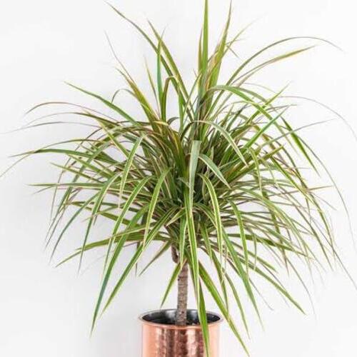 Madagascar dragon tree