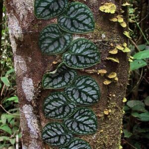 Monstera Dubia