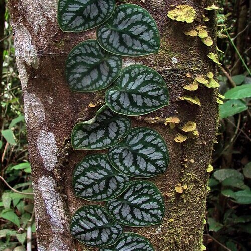Monstera Dubia
