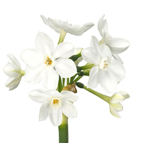 Paperwhite Narcissus