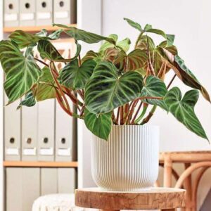Philodendron Verrucosum