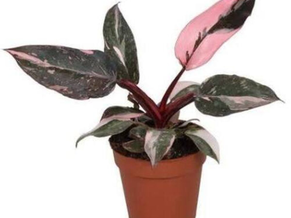 Philodendron Pink Princess Care Guide | Philodendron erubescens