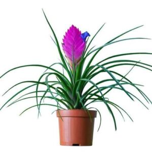 Pink Quill Plant