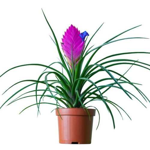 Pink Quill Plant