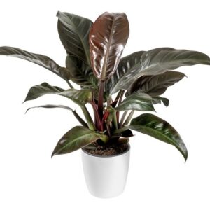 Red Congo Philodendron