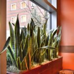 Tips for Decorating Your Home with Houseplants