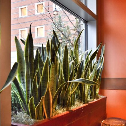 Sansevieria in rectangular planter in bright window with view of exterior