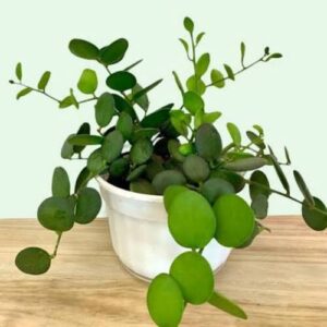 Silver Dollar Vine