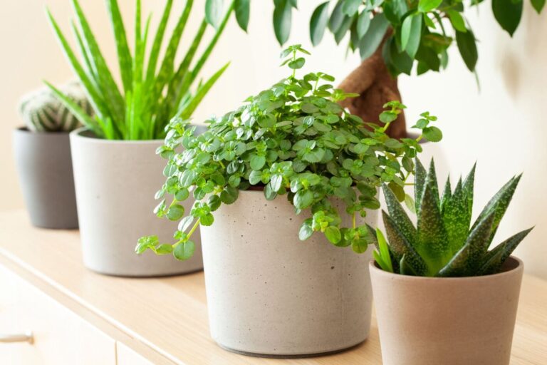 Small pots of houseplants on shelving in well-lit room