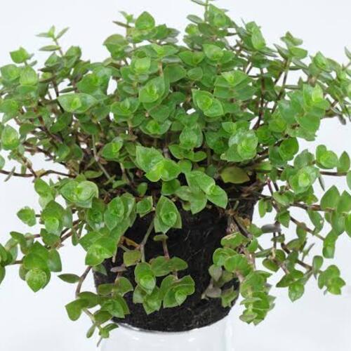 Turtle Vines