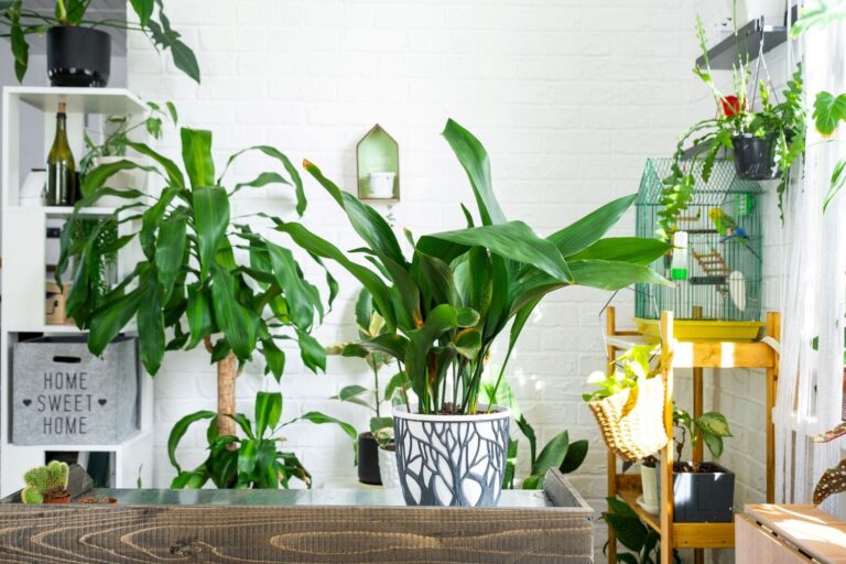 Various houseplants in a brightly lit room, including aspidistra, dracaena, and hanging