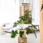 How Indoor Plants Raise the Value and Appeal of a New Home