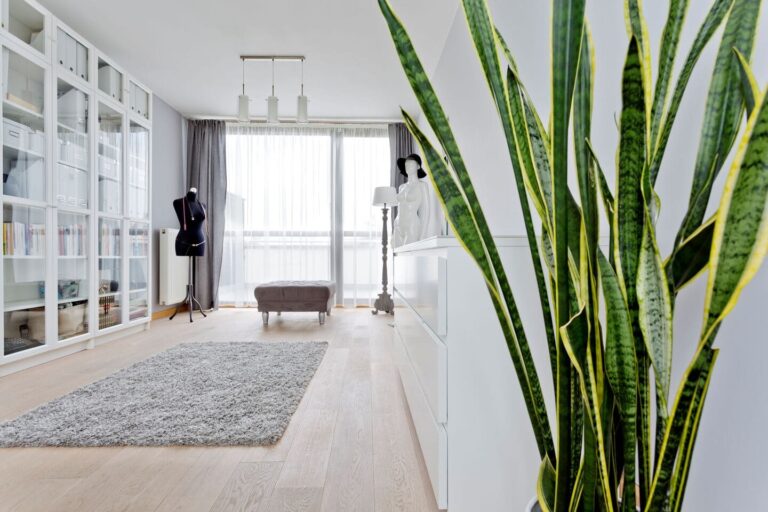 Snake plant in brightly lit narrow high-rise room