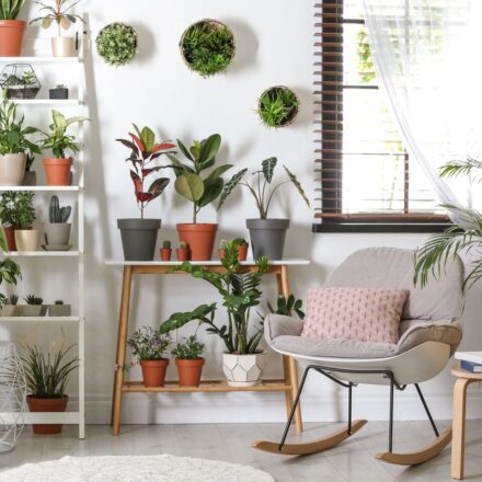 Apartment with multiple houseplants on shelves