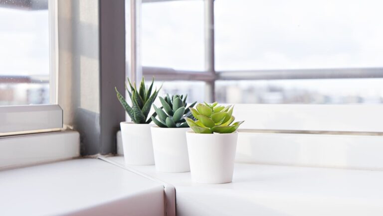 Succulents in small white pots on windowsill of high-rise apartment