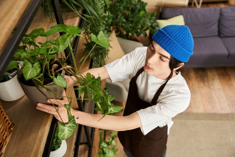 Man moving arrowhead plant to a high shelf