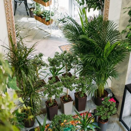 Aerial view of a high-ceiling room containing large floor plants, including palm and Dracaena
