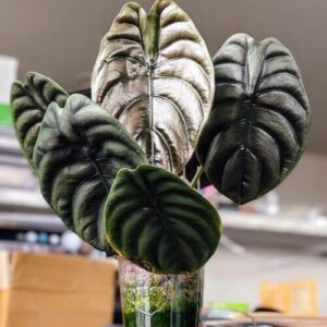 Alocasia Cuprea Plant Care