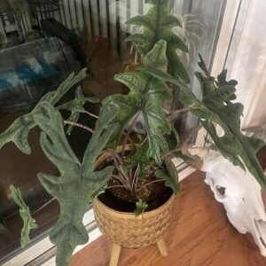 Alocasia Jacklyn Plant Care