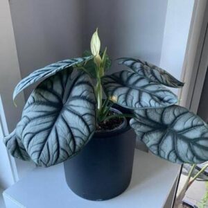 Alocasia Silver Dragon Plant Care
