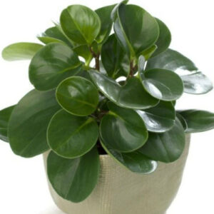 Baby Rubber Plant Care